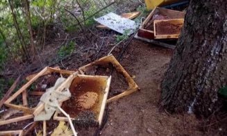 Un urs a făcut ravagii într-o stupină din Casele Micești