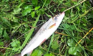 Dezastru ecologic pe Valea Drăganului. Peștii zac morți pe jos