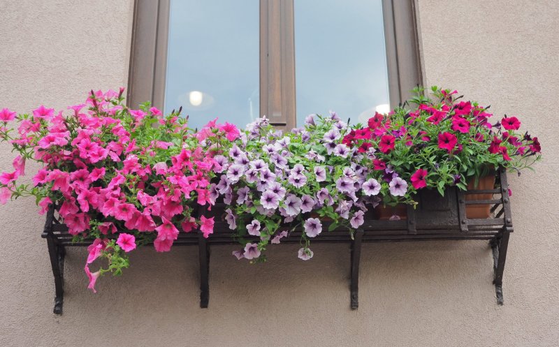 Start, ''Clujul cu flori''! Clujenii, invitaţi să îşi decoreze ferestrele, balcoanele și grădinile