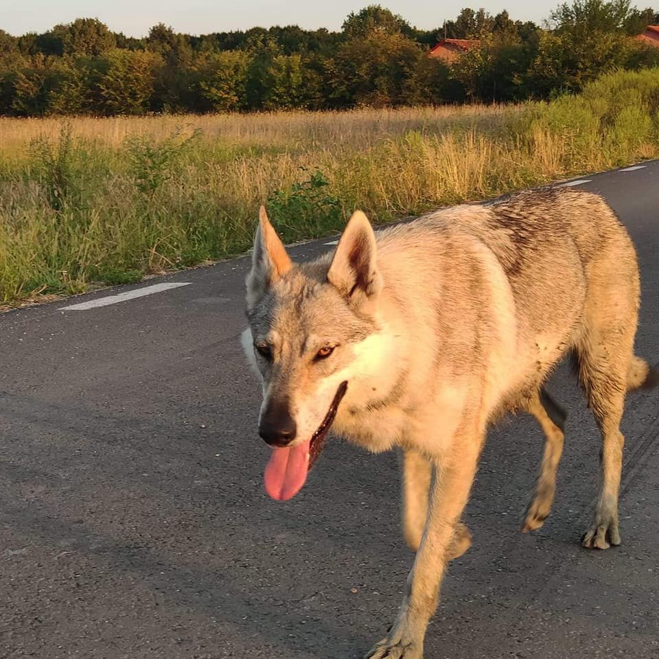 Arya s-a pierdut şi a mers 250 de km pentru a-şi regăsi stăpânul
