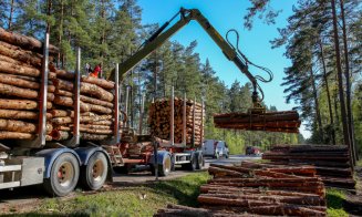 Noul Cod Silvic promulgat de Klaus Iohannis încurajează dispariția lemnului din pădure, spun ONG-urile