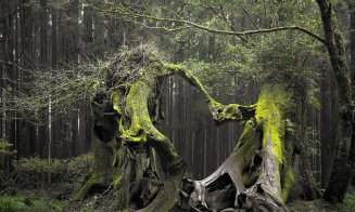 Fantomele care bântuie România. La Cluj locuiesc într-o pădure şi un castel