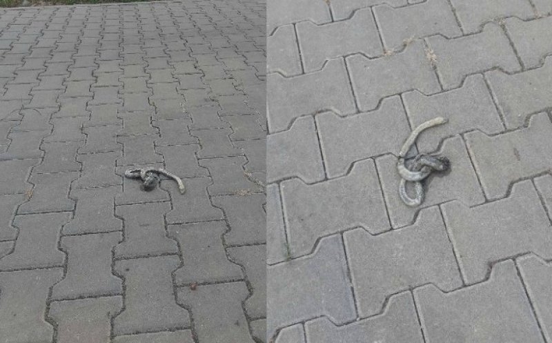 Încă un şarpe văzut în oraş