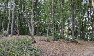 La Cluj-Napoca se taie copacii pentru a se "planta" antene