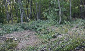 La Cluj-Napoca se taie copacii pentru a se "planta" antene