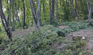 La Cluj-Napoca se taie copacii pentru a se "planta" antene