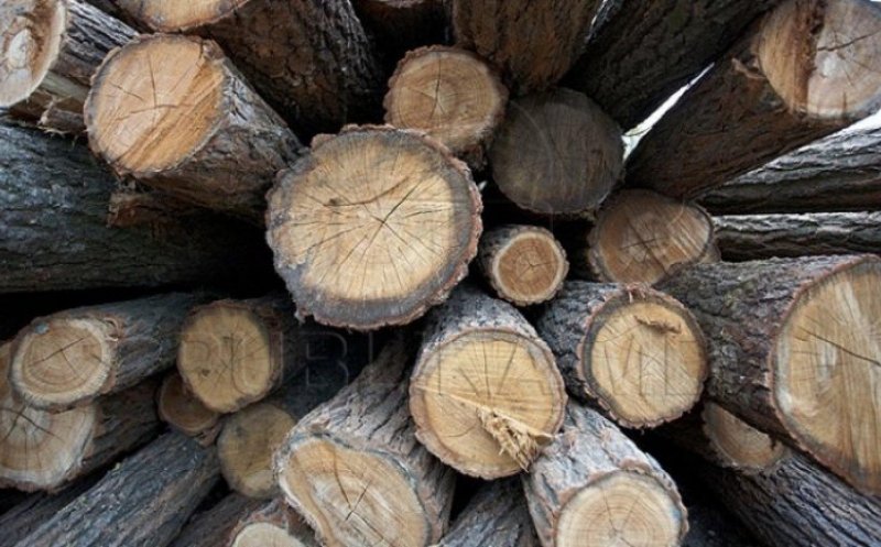 Licitaţii masă lemnoasă Regia Naţională a Pădurilor - Romsilva Direcţia Silvică Cluj