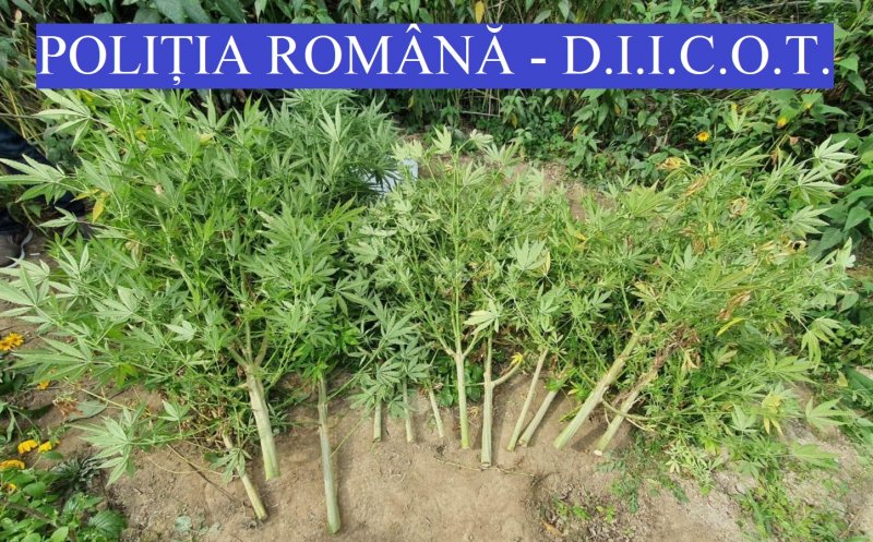 Cultură de cannabis descoperită la Cluj. Doi bărbați, arestați preventiv