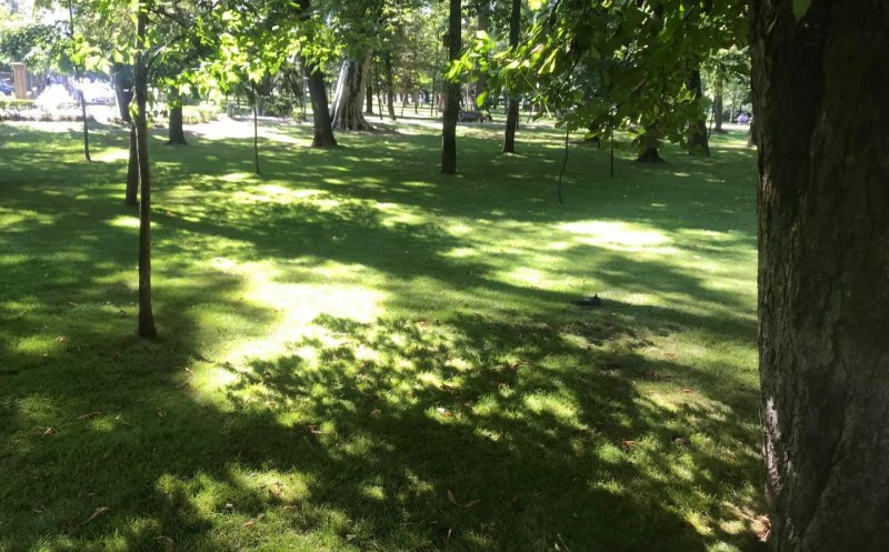 Acțiune de efectuare tratamente fitosanitare la arborii și arbuștii din oraș