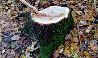 Continuă tăierile de copaci în Pădurea Hoia-Baciu + Amenințări cu drujba