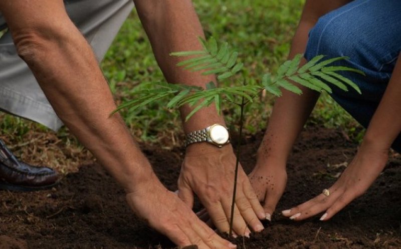 „Clujul Milion” – Un milion de arbori în 10 ani la Cluj