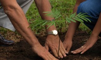 „Clujul Milion” – Un milion de arbori în 10 ani la Cluj