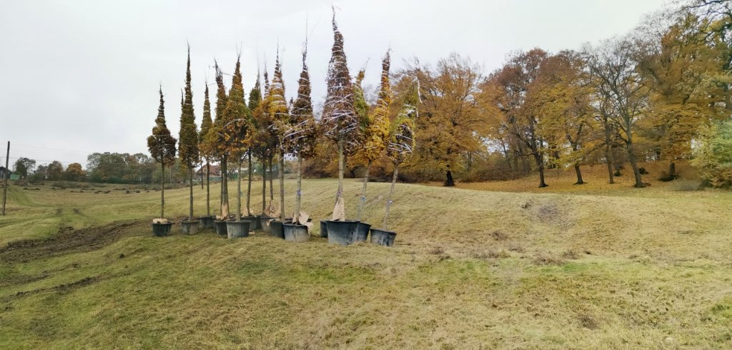 A început extinderea Parcului Hoia cu plantări de copaci. Urmează scenă scenă, promenadă, pârtie, zone de gimnastică şi picnic