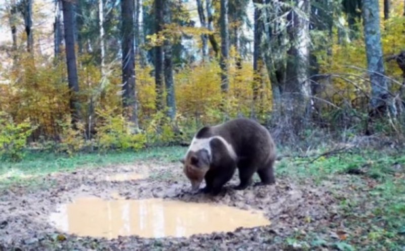 Imagini inedite cu un urs brun, într-o pădure din Parcul Natural Apuseni