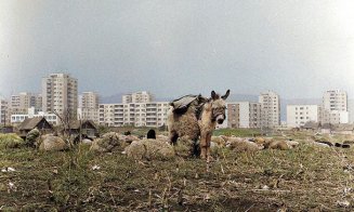 Undeva la marginea cartierului Mănăştur, anul 1978