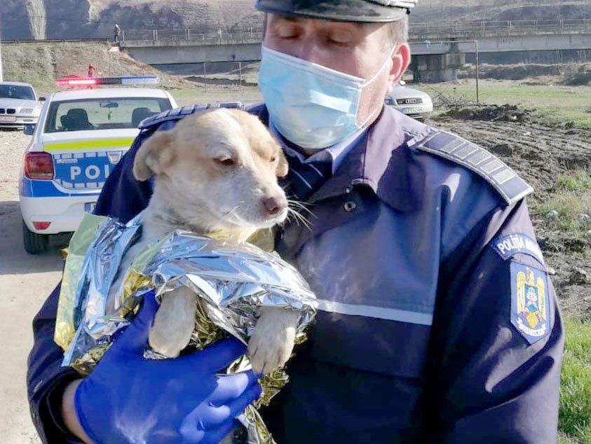 Trei adolescenţi s-au ales cu dosar penal după ce au săvârşit şi au filmat acte de cruzime cumplite asupra animalelor
