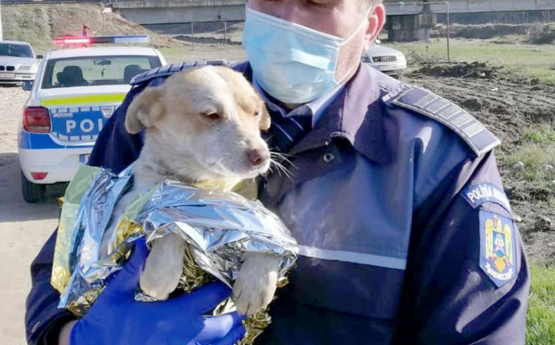Trei adolescenţi s-au ales cu dosar penal după ce au săvârşit şi au filmat acte de cruzime cumplite asupra animalelor