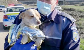 Trei adolescenţi s-au ales cu dosar penal după ce au săvârşit şi au filmat acte de cruzime cumplite asupra animalelor