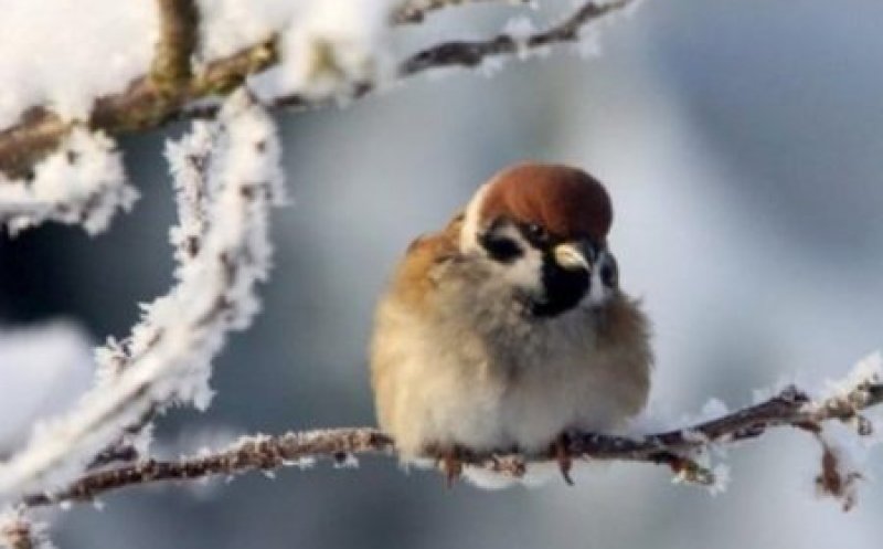 Cât de frig va fi la Cluj de 1 decembrie?