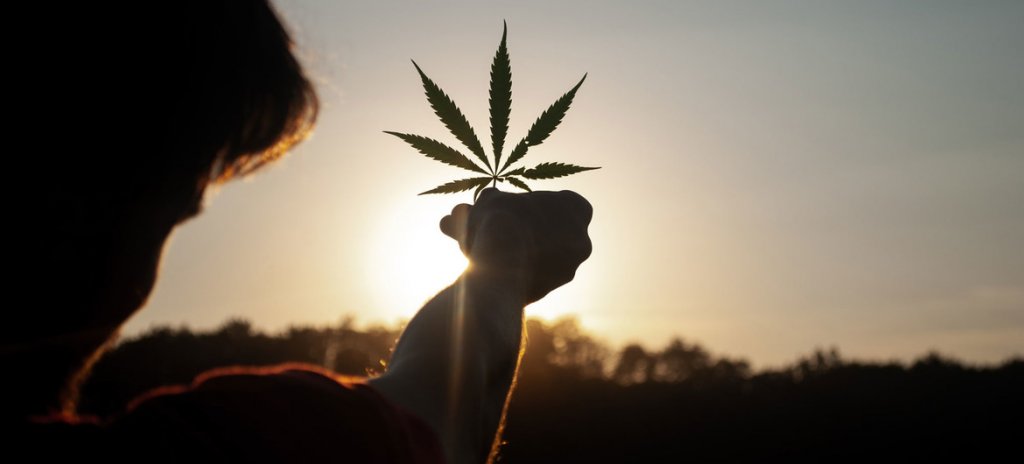 Canabisului i se recunosc oficial proprietăţile medicinale