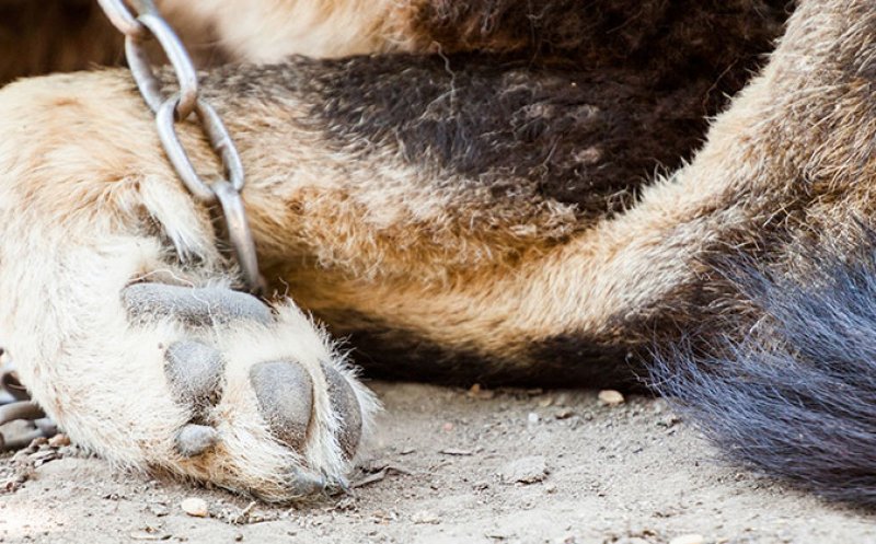 Ucigaşi de animale şi la Cluj! Poliţiştii au deschis dosar penal