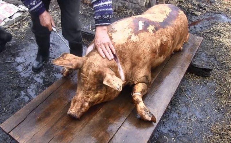 Starea de alertă prelungită împiedică tradițiile de Crăciun. Se taie porcul anul acesta?