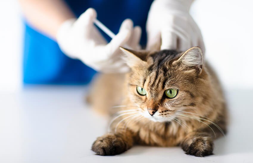 Rusia testează un vaccin anti-COVID pentru imunizarea animalelor domestice