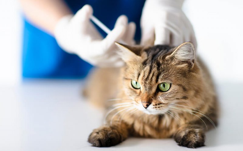 Rusia testează un vaccin anti-COVID pentru imunizarea animalelor domestice