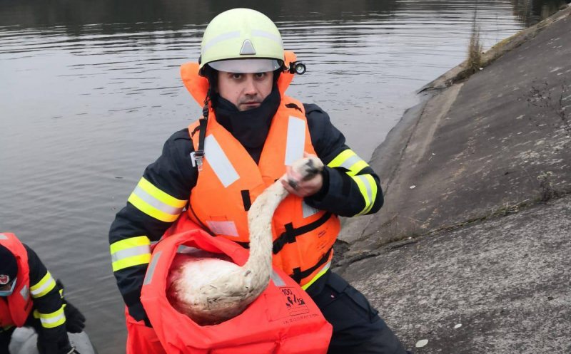 Intervenție mai puțin obișnuită a pompierilor clujeni. Au salvat o lebădă care plutea printre deșeuri