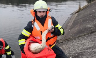 Intervenție mai puțin obișnuită a pompierilor clujeni. Au salvat o lebădă care plutea printre deșeuri