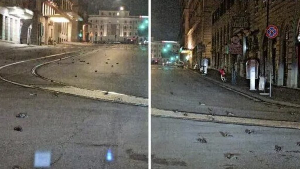 Dezastru produs de focurile de artificii: mii de păsări moarte, sau incapabile să mai zboare