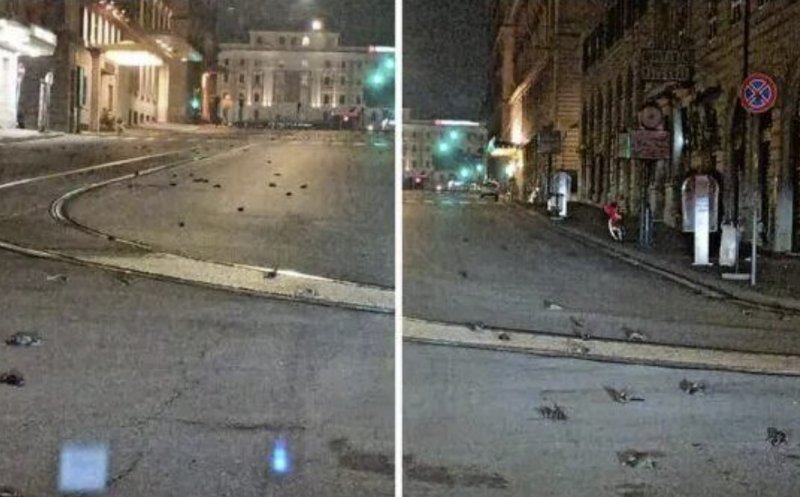 Dezastru produs de focurile de artificii: mii de păsări moarte, sau incapabile să mai zboare