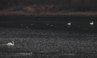 Caz șocant pe lacul Gilău: mai multe lebede au fost împușcate sau otrăvite. Polițiștii îi caută pe vinovați