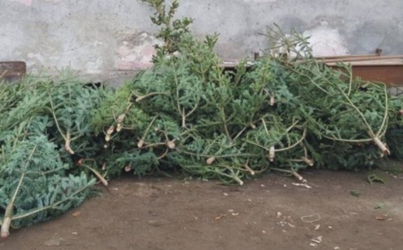 Campanie de colectare a brazilor de Crăciun la Florești. În ce zile se desfășoară