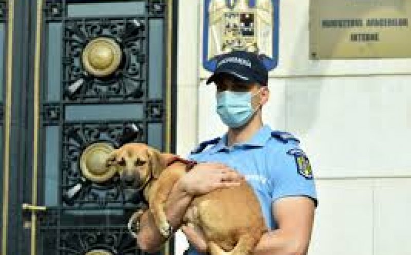 Bătaie mare pe posturile de la Poliția Animalelor. Câte persoane s-au înscris până acum