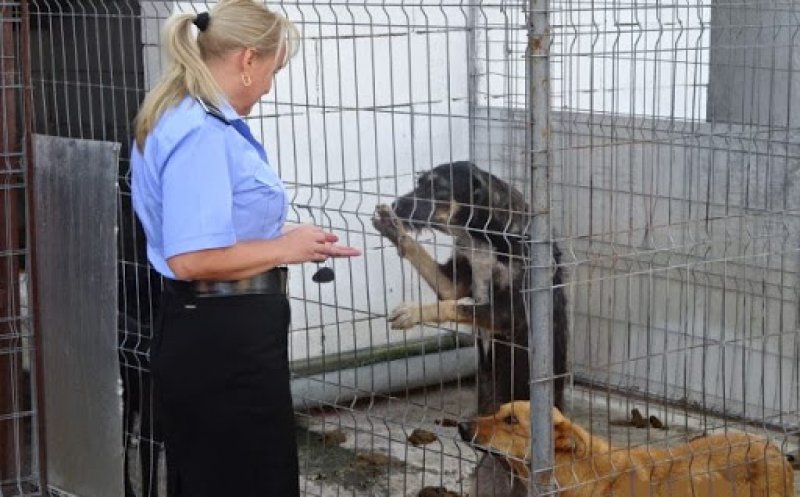 Salarii uriaşe pentru agenţii de la Poliția Animalelor