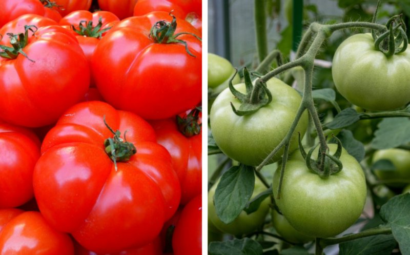 Vom mânca roșii din import?  Statul nu mai are bani să susțină celebrul program "Tomata"