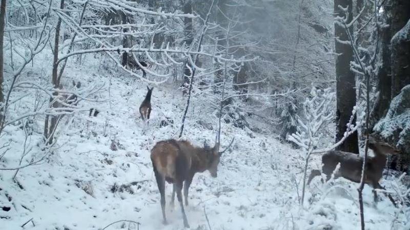 Ciute și cerb se joacă, în zăpadă, într-o pădure din Apuseni