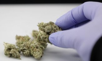 DIICOT, despre cânepă: Orice produs care conţine THC se încadrează noţiunii de drog