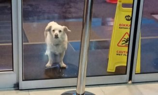 Povestea emoţionantă a câinelui care şi-a aşteptat şase zile stăpânul în faţa spitalului unde era internat
