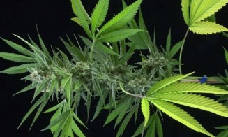 România, tot mai aproape de legalizarea canabisului în scopuri medicale