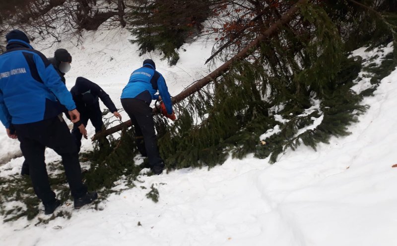 Vacanță cu peripeții pentru doi turiști din Cluj. Drumul spre casă le-a fost blocat de câțiva brazi smulși de furtună