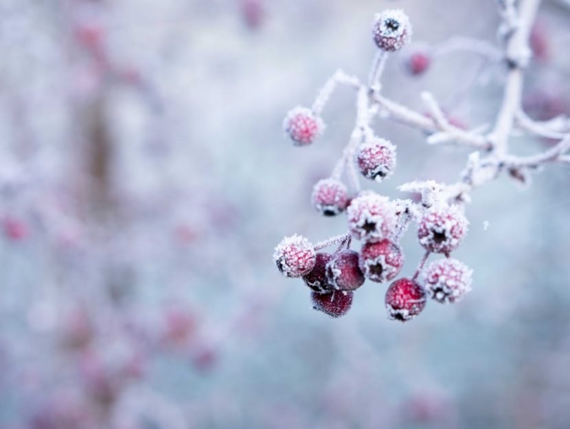 Gata cu temperaturile de primăvară, se întoarce gerul! Prognoza pe două săptămâni