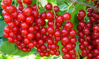 Ai mâcat Josta? Va fi crescut în premieră la Cluj şi este un fruct între coacăz negru și agriș