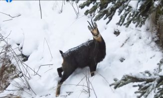 Două capre negre, surprinse în vârf de munte de angajații Romsilva