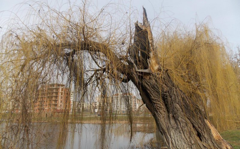Biolog clujean: "Nu recomand entuziasmul drujbei în viitorul parc din Gheorgheni"