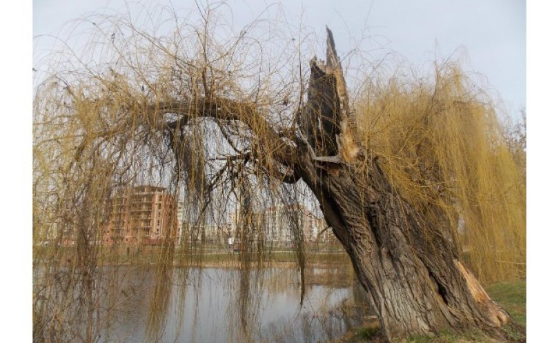 Copac bătrân de zeci de ani din Cluj, măcelărit