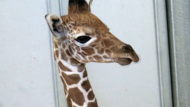 A murit singura girafă din România. Ce arată raportul autopsiei
