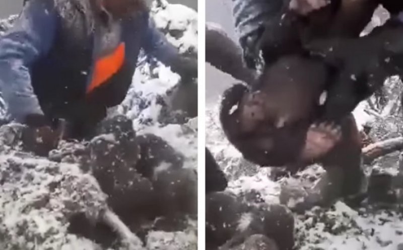 Ursuleții scoși din bârlog, de negăsit. Posibilitatea ca aceştia să fi fost traficați nu poate fi susținută suficient