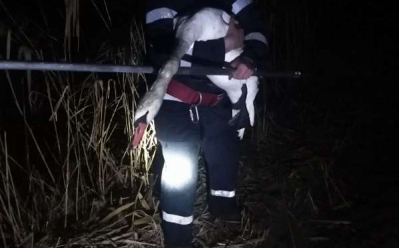 Misiune delicată pentru pompieri. Au salvat o lebădă rănită din apele unui râu